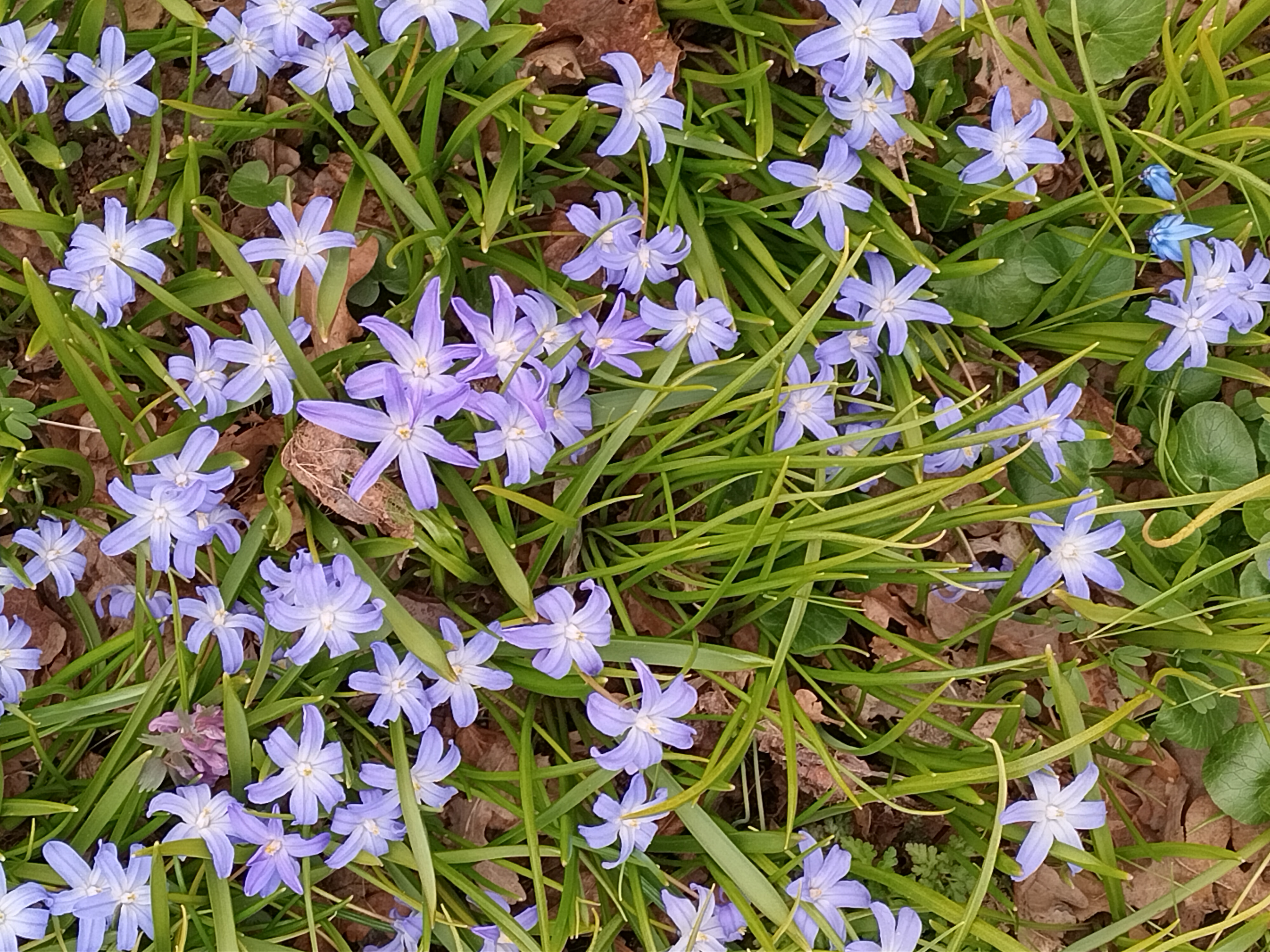 Kyläilta "Oma piha - rento kukkiva keidas vai satoisa hyötypuutarha" klo 18 Kiesilän Kievarilla